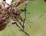 Yellow nutsedge <BR>Chufa